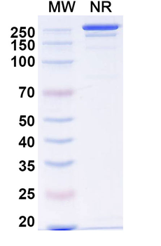 SNCA/Alpha-synuclein Human Monoclonal Antibody