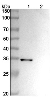 CD156b/ADAM17 Human Monoclonal Antibody