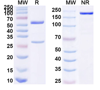 CD147/BSG Chimeric Monoclonal Antibody