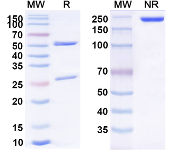 IL4 Human Monoclonal Antibody