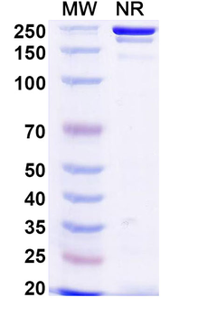 TREM2 Human Monoclonal Antibody