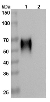 CD200R1/OX2R Human Monoclonal Antibody