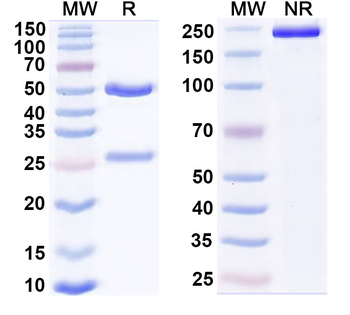 VSIR/VISTA Human Monoclonal Antibody