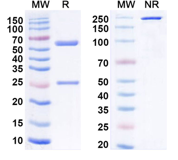 VSIR/VISTA Human Monoclonal Antibody