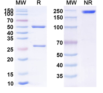 Hypo-glycosylated MUC1 Chimeric Monoclonal Antibody