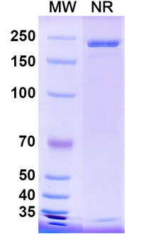 HA/Hemagglutinin Broad-Neutralizing Human Monoclonal Antibody