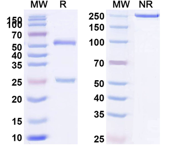 IL10 Human Monoclonal Antibody