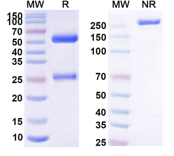 HRSV-A F0 Human Monoclonal Antibody
