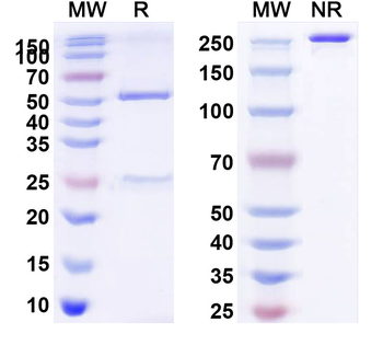Human VEGF Reference Antibody (Bd0801, RUO)