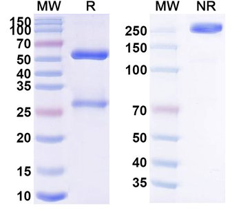 HRSV F/F Human Monoclonal Antibody