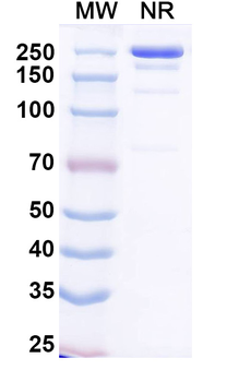 Plutavimab Human Monoclonal Antibody