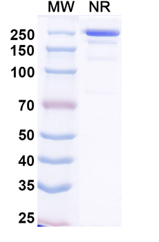 Nepuvibart Human Monoclonal Antibody