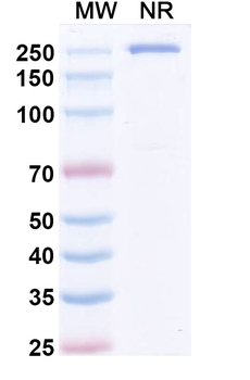 Masavibart Human Monoclonal Antibody