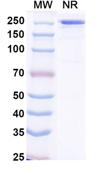 Crexavibart Human Monoclonal Antibody
