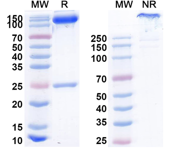 Emfizatamab Monoclonal Antibody