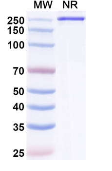 Semzuvolimab Chimeric Monoclonal Antibody