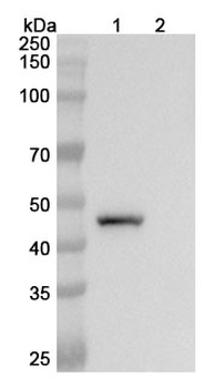 Semzuvolimab Chimeric Monoclonal Antibody