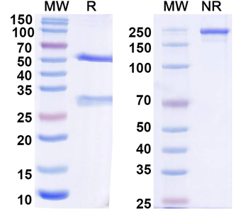 Antibody Human Monoclonal Antibody