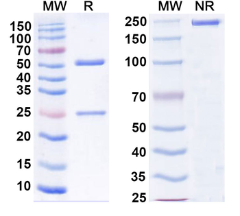 Antibody Human Monoclonal Antibody