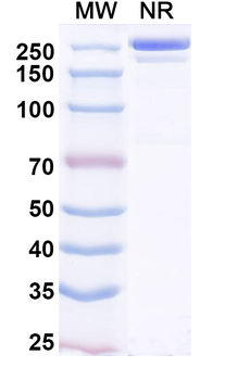 Enuzovimab Human Monoclonal Antibody