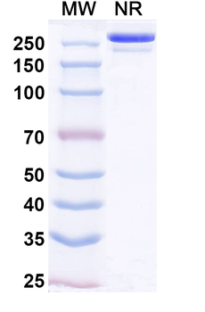 Lomtegovimab Human Monoclonal Antibody