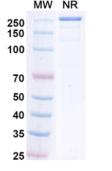 Upanovimab Chimeric Monoclonal Antibody