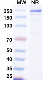 Beludavimab Human Monoclonal Antibody
