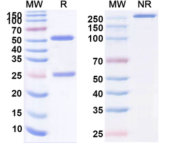 Zamerovimab Human Monoclonal Antibody