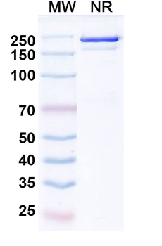 Eblasakimab Human Monoclonal Antibody