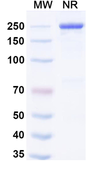 Manfidokimab Human Monoclonal Antibody