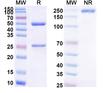 Pivekimab Human Monoclonal Antibody