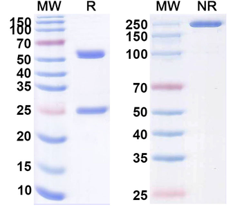 Rulonilimab Chimeric Monoclonal Antibody