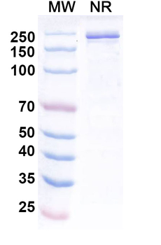 Simridarlimab Human Monoclonal Antibody