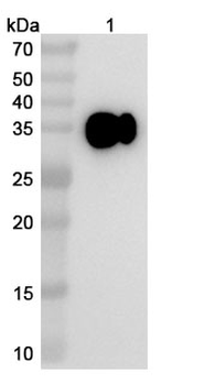 Simridarlimab Human Monoclonal Antibody
