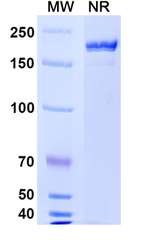 M802 Human Monoclonal Antibody