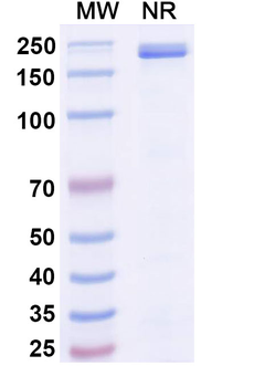 Mibavademab Human Monoclonal Antibody
