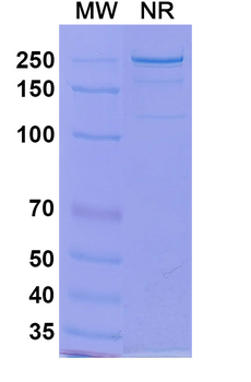 Tozorakimab Human Monoclonal Antibody