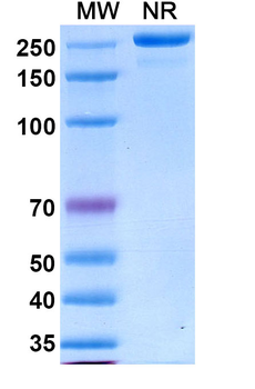 Torudokimab Human Monoclonal Antibody
