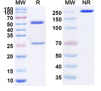 Zuberitamab Chimeric Monoclonal Antibody