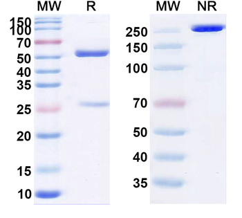 Pucotenlimab Chimeric Monoclonal Antibody