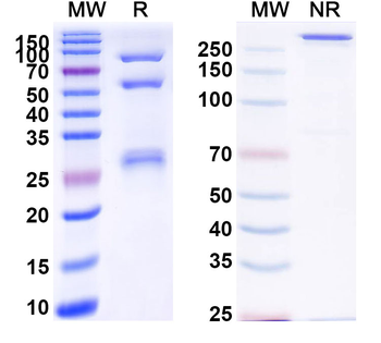 Alnuctamab Human Monoclonal Antibody