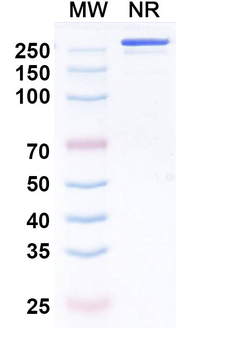 Amivantamab Human Monoclonal Antibody