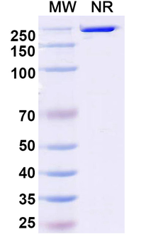 Loncastuximab Chimeric Monoclonal Antibody
