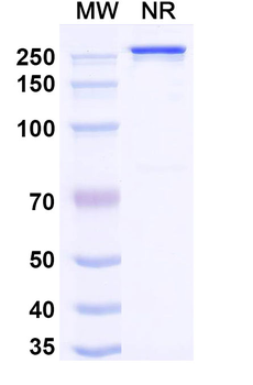 Naxitamab Chimeric Monoclonal Antibody