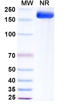 Atoltivimab Human Monoclonal Antibody