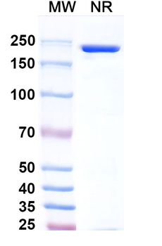 Tafasitamab Human Monoclonal Antibody