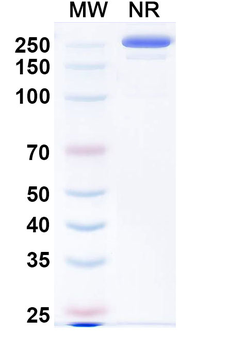 Belantamab Human Monoclonal Antibody