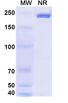 Isatuximab Chimeric Monoclonal Antibody