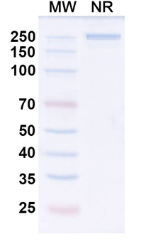 Romosozumab Human Monoclonal Antibody