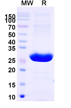 Brolucizumab Human Monoclonal Antibody